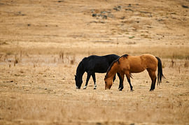Friendship by Ramprakash