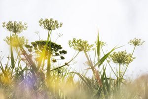 Natur genießen von Bob Daalder