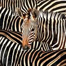 Modernes Porträt eines gestreiften Zebras von Diana van Tankeren Miniaturansicht