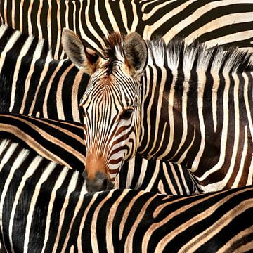 Modernes Porträt eines gestreiften Zebras von Diana van Tankeren