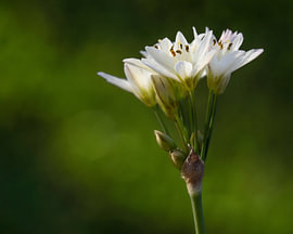 Weiße Blumen im sanften Sonnenlicht – Botanische Kunst von Natalia Gebauer Studio