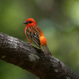 Der Rotweber von Mauritius von Lex van Doorn