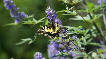Gele vlinder zittend op een violette bloem bloesem in griekenland van adventure-photos