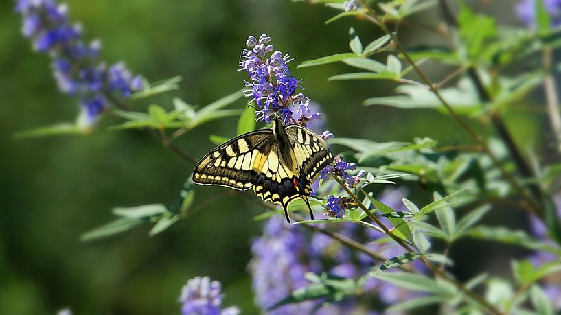 Papillon jaune assis sur une fleur de violette en Grèce par adventure-photos