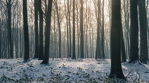 Het mysterieuze Neigembos in de sneeuw