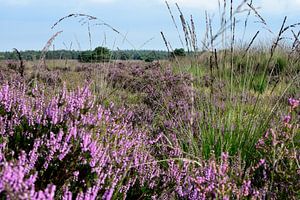 Violettes Heidekraut und Gras