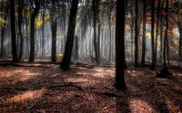 Autumn Diaries V