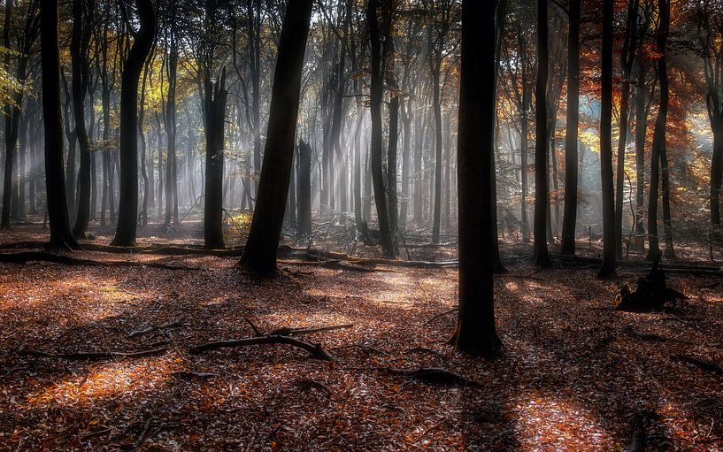 Autumn Diaries V by Em We