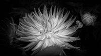Bloem