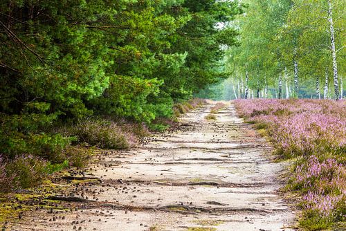 Ways to relaxation XXII