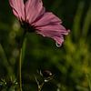 Cosmea bloem van Karen de Geus