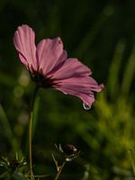 Cosmea flower