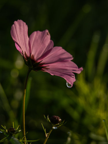 Cosmea flower