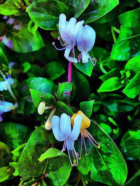 Kamperfoelie droom 1 van Dorothy Berry-Lound