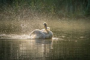 Cygne éclaboussé dans le Cranenweyer
