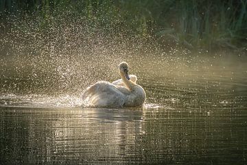Splashing swan in the Cranenweyer by John van de Gazelle
