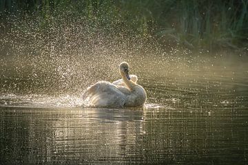 Planschender Schwan in der Cranenweyer von John van de Gazelle