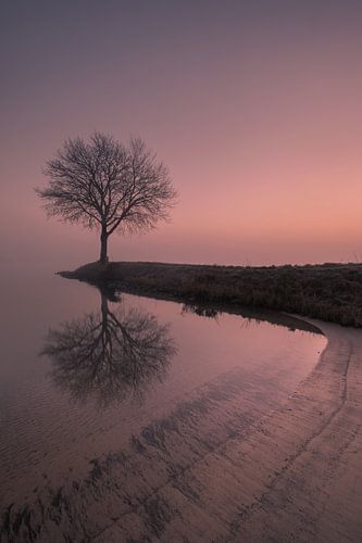 Boom op krib met spiegeling