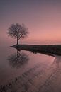 Tree on groyne with reflection by Moetwil en van Dijk - Fotografie thumbnail