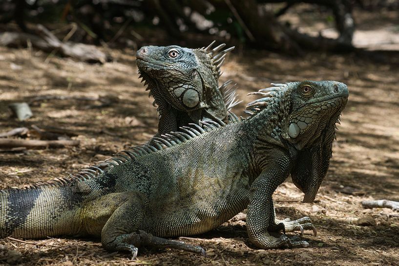 Leguan-Duo im Sonnenlicht von Joran Quinten