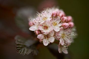 Close-up bloem van Sneeuwbalspirea van Cor de Hamer