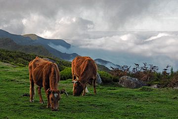 Koeien in de wolken van BHotography