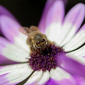 A bumblebee in work-mode by Isa Reininga - Isar.photography