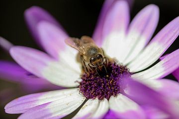 A bumblebee in work-mode by Isa Reininga - Isar.photography
