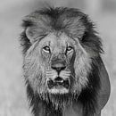 Oog in oog met de Afrikaanse Leeuw van Michael Kuijl thumbnail