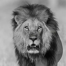 Auge in Auge mit dem afrikanischen Löwen von Michael Kuijl