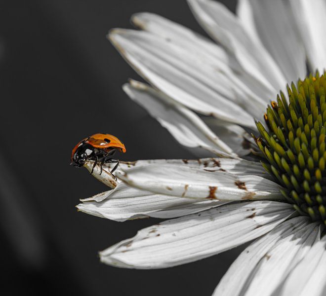 Ladybird by Michelle van Doorn