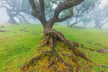 La mystique forêt de nuages de Fanal à Madère sur Chris Stenger