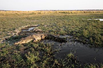 Superbe crocodile dans un paysage africain dans le delta de l'Okavango sur Tjeerd Kruse