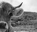 black and white cow by Marieke Funke thumbnail