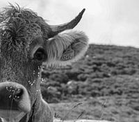 black and white cow