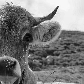 vache noire et blanche sur Marieke Funke