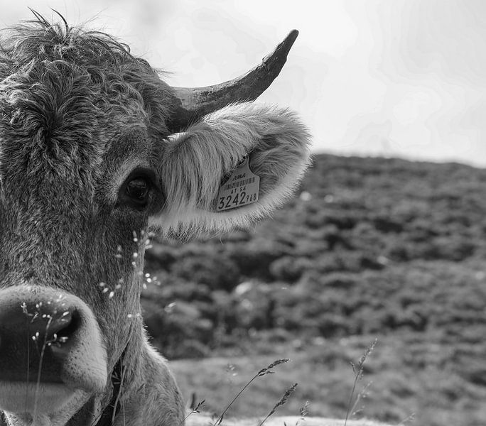 black and white cow by Marieke Funke