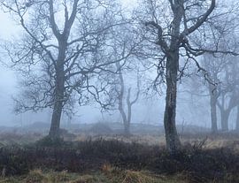 Märchenwald von Anselm Ziegler Photography