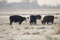 Nederlandse koe in de winter van Brenda Verboekend thumbnail