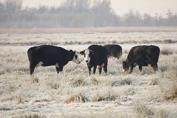 Nederlandse koe in de winter van Brenda Verboekend