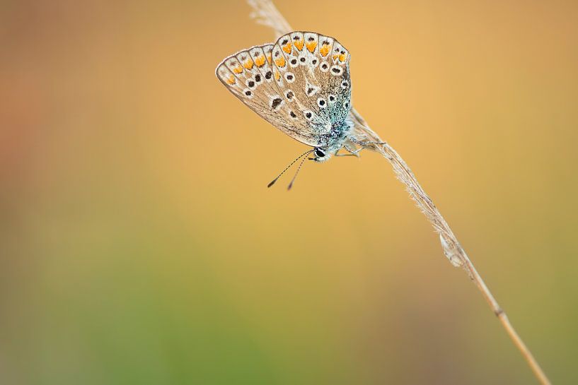 Ikarus blau von Elles Rijsdijk