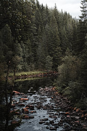 • Nordic Wilderness – Vertikales Landschaftsfoto eines skandinavischen Waldflusses von Dylan Winter Visuals