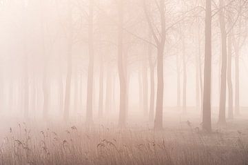 Mist in de polder (1) van Edwin Sonneveld