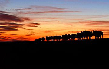 sheep on the seawall by Ruurd Jelle Van der leij