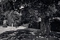 Park Kasteel Eijsden van Rob Boon thumbnail