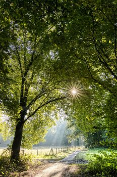 Der Spaziergang am frühen Morgen