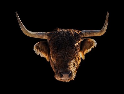 Kop van een Schotse Hooglander met een gouden randje