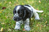 Engelse Cocker Spaniel pup - blauwschimmel van Hans Kwaspen thumbnail