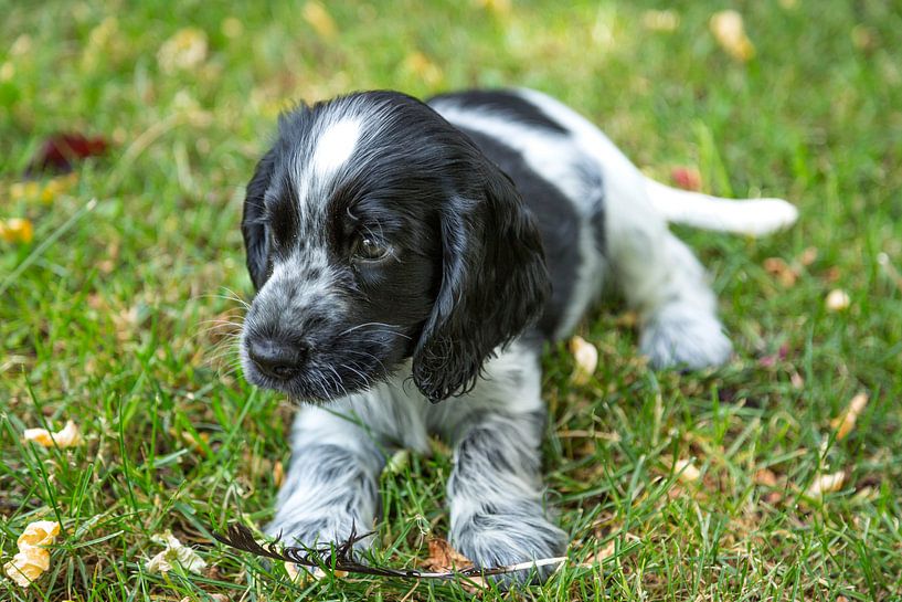 Engelse Cocker Spaniel pup - blauwschimmel van Hans Kwaspen