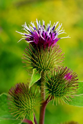 Burdock flowers in a field